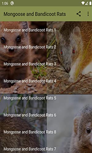 sonidos de ratas mangosta y bandicoot