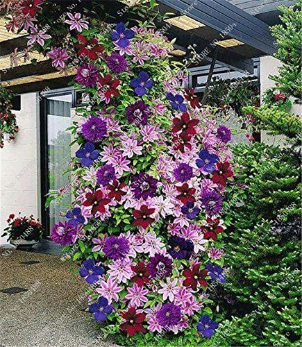 SwansGreen 5 piezas de arco iris Clematis Bulbos Bulbos raras flor no Semillas Bonsai planta trepadora de habitaciones Rizoma Plante jardín de DIY envío libre 1