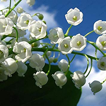 Vista Graines de Fleurs de muguet, graines d'orchidée en Cloche, arôme Riche, graine de Fleur de bonsaï, orchidées multicolores-20 graines