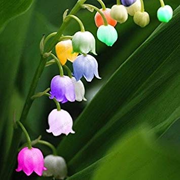 Vista Graines de Fleurs de muguet, graines d'orchidée en Cloche, arôme Riche, graine de Fleur de bonsaï, orchidées multicolores-20 graines