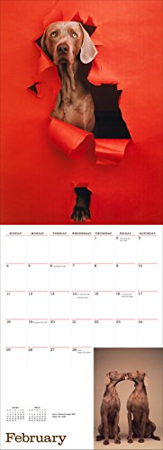 William Wegman Man's Best Friend 2018 Wall Calendar (Calendars 2018)