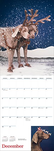 William Wegman Man's Best Friend 2018 Wall Calendar (Calendars 2018)