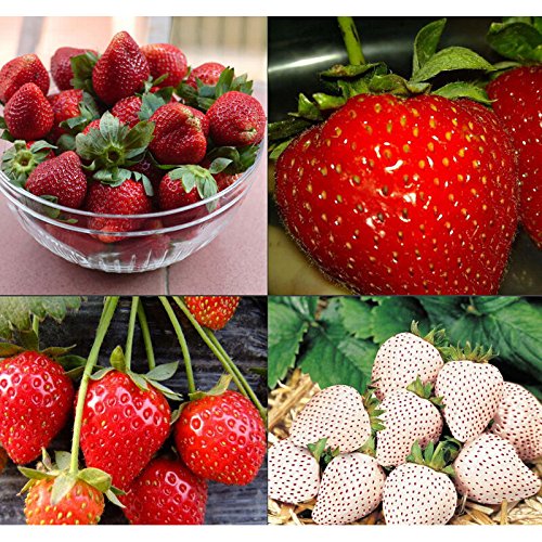 100 unids/pack de fresas fresa escalar grandes semillas de plantas rojas en casa jardín