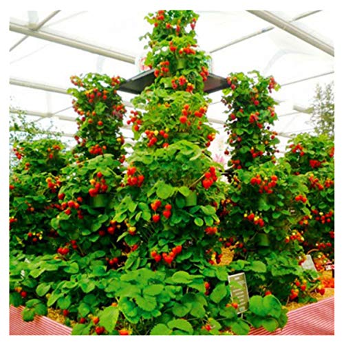 100 unids/pack de fresas fresa escalar grandes semillas de plantas rojas en casa jardín