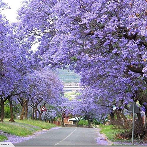 11.11 Venta grande! 50 / bolsa de semillas de rápido crecimiento Paulownia púrpura semillas de árboles raros para la decoración de establecimiento casa