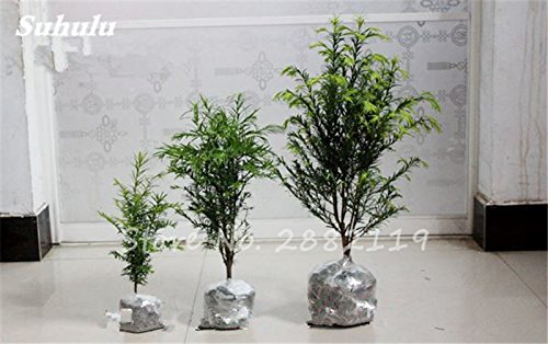 30 PC Coast Redwood Sequoia sempervirens Semillas Bonsai árbol en maceta Plantas en Casa y Jardín Aire fresco El jardín de DIY 3