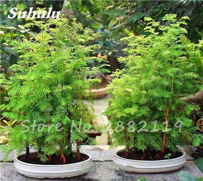 30 PC Coast Redwood Sequoia sempervirens Semillas Bonsai árbol en maceta Plantas en Casa y Jardín Aire fresco El jardín de DIY 3