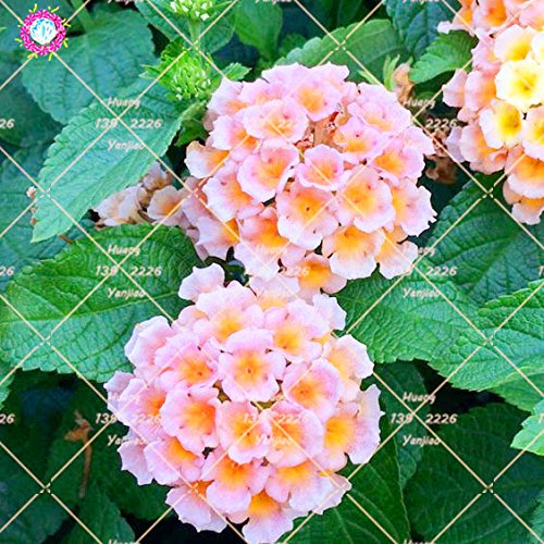 50 PCS Lantana camara Semillas de cinco colores Hydrangea Semillas Semillas raras magníficos de la flor de la planta perenne Bonsai Para el hogar Jardín 5