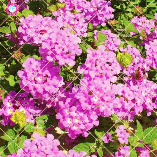 50 PCS Lantana camara Semillas de cinco colores Hydrangea Semillas Semillas raras magníficos de la flor de la planta perenne Bonsai Para el hogar Jardín 5
