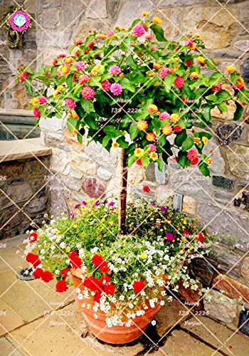 50 PCS Lantana camara Semillas de cinco colores Hydrangea Semillas Semillas raras magníficos de la flor de la planta perenne Bonsai Para el hogar Jardín 5