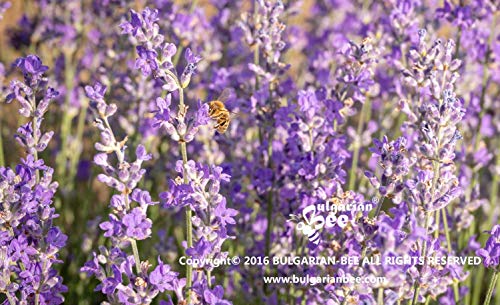 500 g de polen de abeja orgánico recolectado de las flores y hierbas silvestres del bosque, la flora virgen búlgara más variada