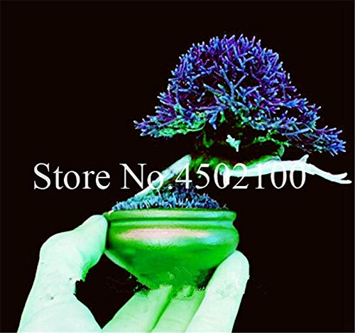 Bloom Green Co. Autã©Ntico !50 Unids Red Juniper Bonsai Interior Mini Ãrbol Flores en Maceta Planta de Semillas Oficina Purificar El Aire Absorber Gases DaÃ±Osos Junipe: 17