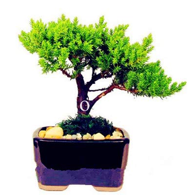 Bloom Green Co. Autã©Ntico !50 Unids Red Juniper Bonsai Interior Mini Ãrbol Flores en Maceta Planta de Semillas Oficina Purificar El Aire Absorber Gases DaÃ±Osos Junipe: 17