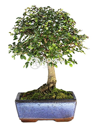 Bonsai - Olmo chino, 5 Años (Bonsai Sei - Zelkova)