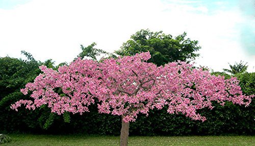 Chorisia speciosa exótico árbol en flor de seda botella hilo semillas 20 semillas de ceiba