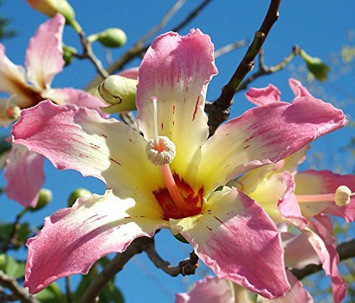 Chorisia speciosa exótico árbol en flor de seda botella hilo semillas 20 semillas de ceiba