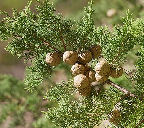 CIPRÉS - arbolito de pequeño tamaño en caja de madera - PLANTA VIVA (4)