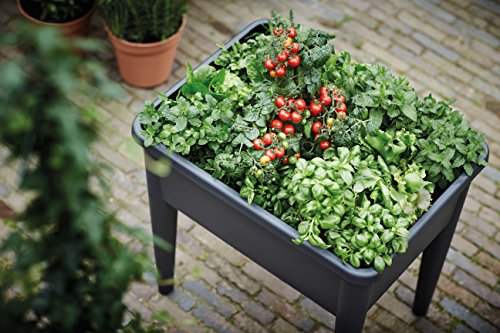 Elho Green Basics Grow Table XXL Crecimiento, Negro Intenso, 29x29x26.3 cm