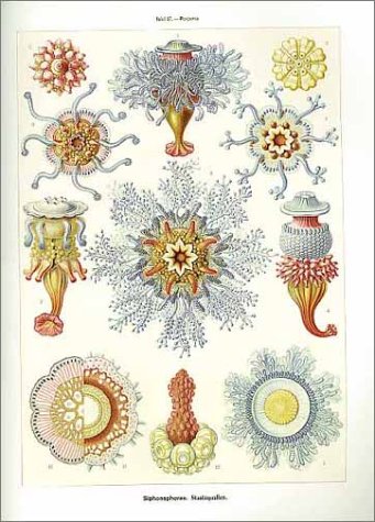 Ernst haeckel art forms in nature /anglais: Prints of Ernst Haekel (Monographs)