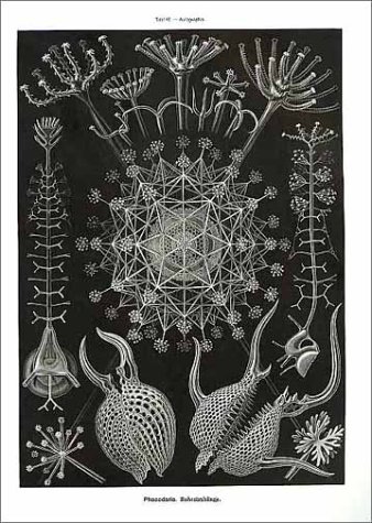 Ernst haeckel art forms in nature /anglais: Prints of Ernst Haekel (Monographs)