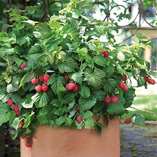 KINGDUO 400 Piezas/Paquete Mixto Color Frambuesa Semillas Cada 100 Pc para La Semilla De Fruto Amarillo Rojo Negro Azul