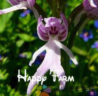 Las macetas, plantadores de la cara del mono orquídeas semillas de orquídeas hombre múltiples variedades de bonsái plantas Semillas para el hogar y el jardín, 100 semillas