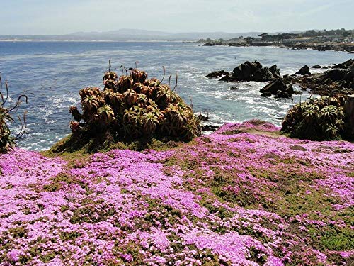 Nonebranded Puzzle Jigsaw 500Pcs Rompecabezas Bricolaje Ocean Walk Forrado De Flores En Pacific Grove, California Rompecabezas Juego Decoración del Hogar Regalo De Cumpleaños Niños