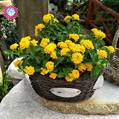 Nueva Lantana camara en maceta semillas 50Pcs / bolso flores raras para el jardín de planta las flores Bonsai Semillas de Flores del envío 2