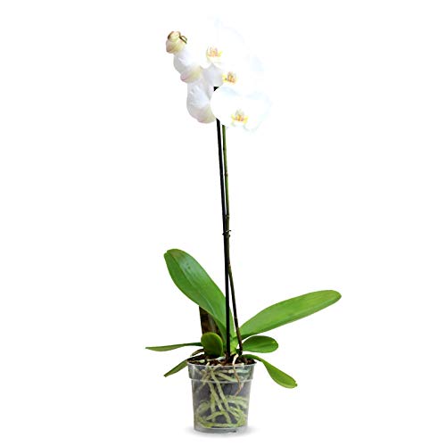 Orquídea Phalaenopsis - Planta Natural - Envíos sólo a Península