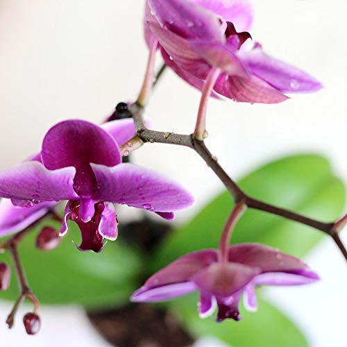 Orquídea Phalaenopsis - Planta Natural - Envíos sólo a Península