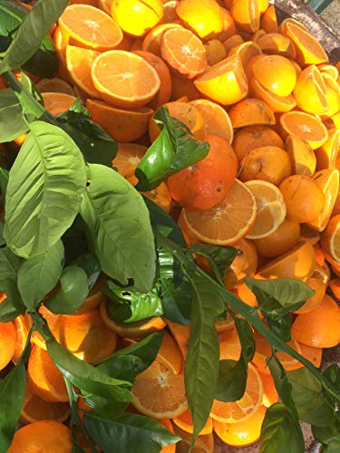 Perfume ecológico de naranja de Mallorca