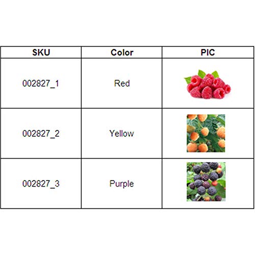 Portal Cool Rojo: 50 Nutritivos Gigantes sin espinas Negro Rojo Amarillo Frambuesa Semillas Fibra antioxidante