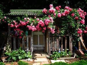 Rosa, plantas trepadoras, rosa poliantha, semillas de flores chinas, semillas de rosas trepadoras, 100 piezas/bolsa