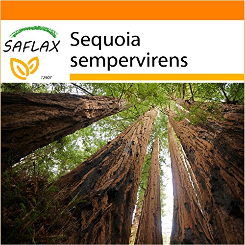 SAFLAX - Garden in the Bag - Secuoya roja - 50 semillas - Con sustrato de cultivo en un sacchetto rigido fácil de manejar. - Sequoia sempervirens