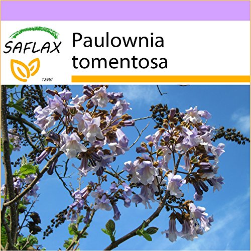 SAFLAX - Paulonia - 200 semillas - Paulownia tomentosa