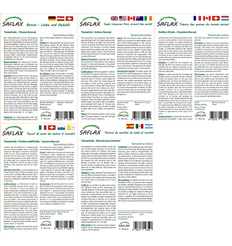 SAFLAX - Tamarindo - 4 semillas - Con sustrato estéril para cultivo - Tamarindus indica