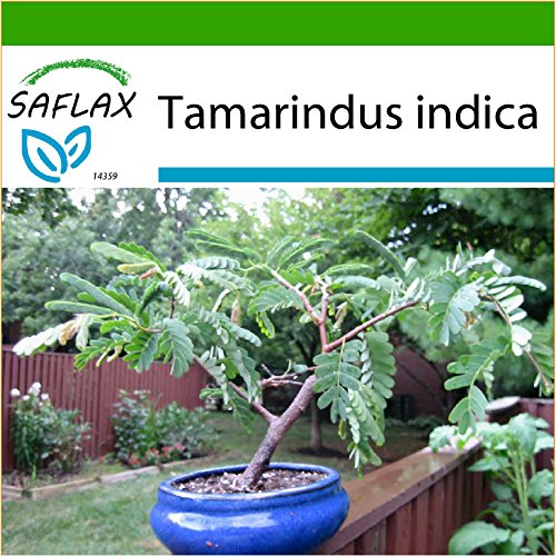 SAFLAX - Tamarindo - 4 semillas - Con sustrato estéril para cultivo - Tamarindus indica