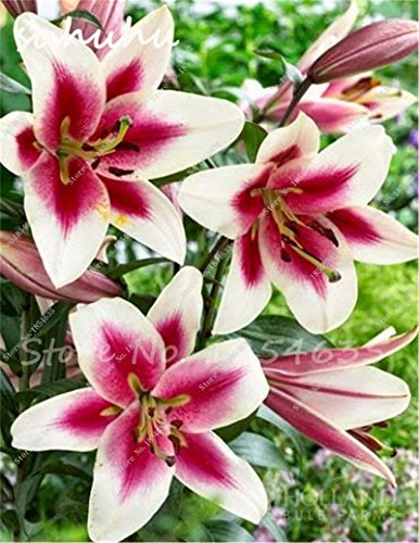 SwansGreen venta caliente 100Pcs Lily semillas, flor del lirio, (No lirio de los bulbos), Semillas Lilium de flores, olor débil, Bonsai Tiesto para plantas del jardín de 10