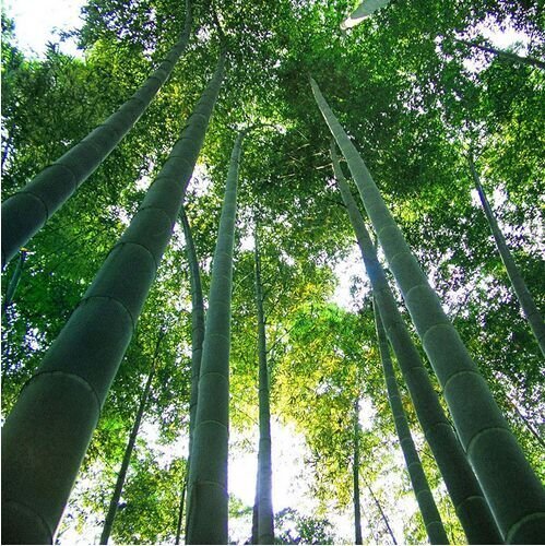 Un paquete de 60 unidades crecen fácil semillas frescas gigante Moso bambú por un jardín de DIY Planta * bonsai Orgánica