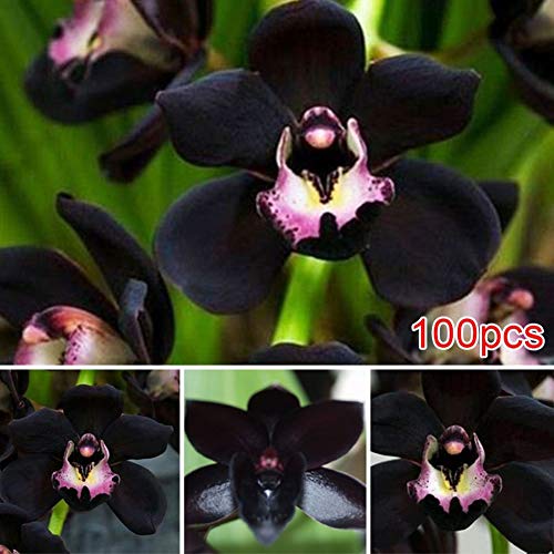 100 Piezas De Semillas De Orquídeas Negras Cymbidium Flower Plant Home Office Garden Bonsai Decor, Hermosas Semillas De Plantas Semillas de Orquídea Negra