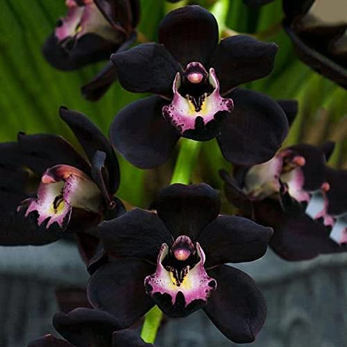 100 Piezas De Semillas De Orquídeas Negras Cymbidium Flower Plant Home Office Garden Bonsai Decor, Hermosas Semillas De Plantas Semillas de Orquídea Negra