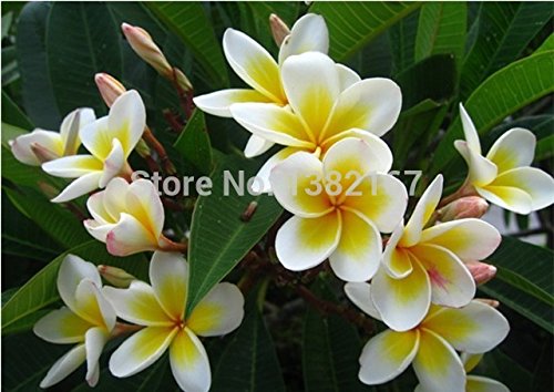 20 semillas Semillas Inicio Jardín Frangipani Plumeria rubra Lei flor de huevo