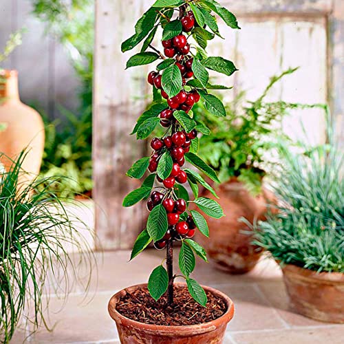 Árboles frutales en columna - Lote de 8 árboles (2cerezos,2 manzanos,2 perales,2 albaricoqueros) -80 cm de altura -Ideal para balcones, terrazas, pequeños jardines -Apto para macetas y terreno abierto