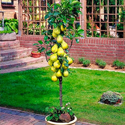 Árboles frutales en columna - Lote de 8 árboles (2cerezos,2 manzanos,2 perales,2 albaricoqueros) -80 cm de altura -Ideal para balcones, terrazas, pequeños jardines -Apto para macetas y terreno abierto