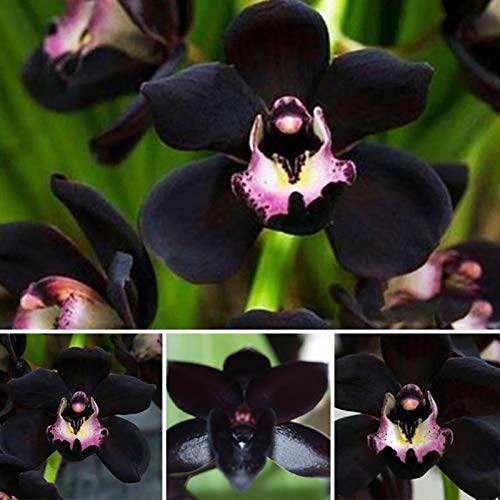 Benoon Semillas De Orquídeas, 300Pcs / Bolsa Semillas De Orquídeas Semillas De Flores De Jardín Bonsai Negras Atractivas No Transgénicas Para El Hogar Semillas de Cymbidium