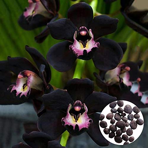 Benoon Semillas De Orquídeas, 300Pcs / Bolsa Semillas De Orquídeas Semillas De Flores De Jardín Bonsai Negras Atractivas No Transgénicas Para El Hogar Semillas de Cymbidium