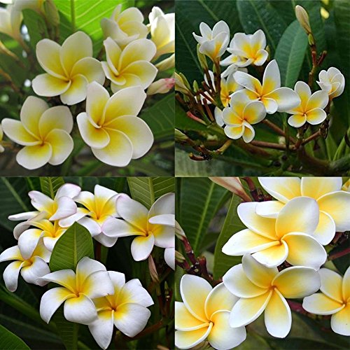 C-LARSS 100Pcs / Bolsa Semillas Plumeria Rubra Frangipani Hawaiian Lei Semillas De Flores Plantas De Jardín