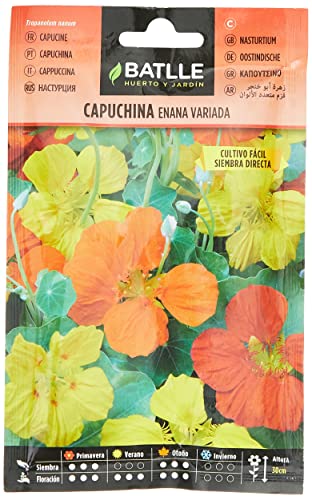 Capuchina ENANA Variada