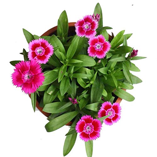 Dianthus Sweet William Flower Seed 40+ Mix de plantas Semillas de flores sin OGM Dianthus barbatus
