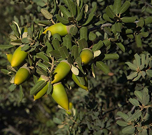 Encina - árbol de pequeño tamaño, perfecto para regalar (2)